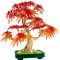 LEGO® Botanicals - Bonsai de artar japonez rosu (10348)
