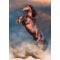 Puzzle Clementoni, Cal salbatic, 500 piese