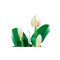 LEGO® Botanicals - Crinul pacii (11504)