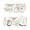 Kit arheologic, Clementoni, Glow In The Dark, T-Rex si Pteranodon