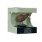 Figurina Mojo, Enthusiast Collection, Pasare Kiwi