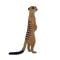 Figurina Mojo, Suricata