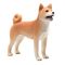 Figurina Mojo, Caine Shiba Inu