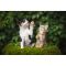 Puzzle Luxury, Witty Puzzlezz, Catel si pisicuta, 100 piese