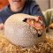 Figurina interactiva in ou, Primal Hatch, Dinozaur Tyrannosaure Rex, 6072462
