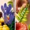 LEGO® Botanicals - Ciuperci de padure (11505)