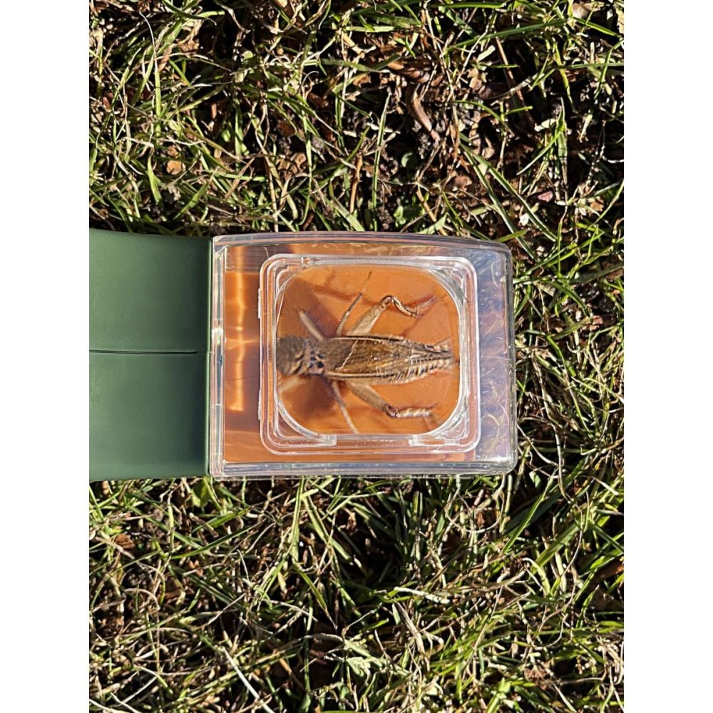 Observator insecte BugView, Carson, cu lupa marire 5x
