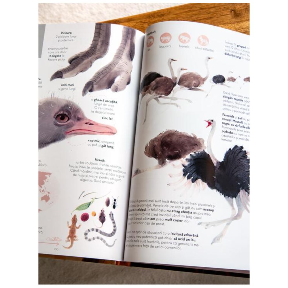 Superanimale 1, Cele mai mari, Reina Ollivier, Karel Claes