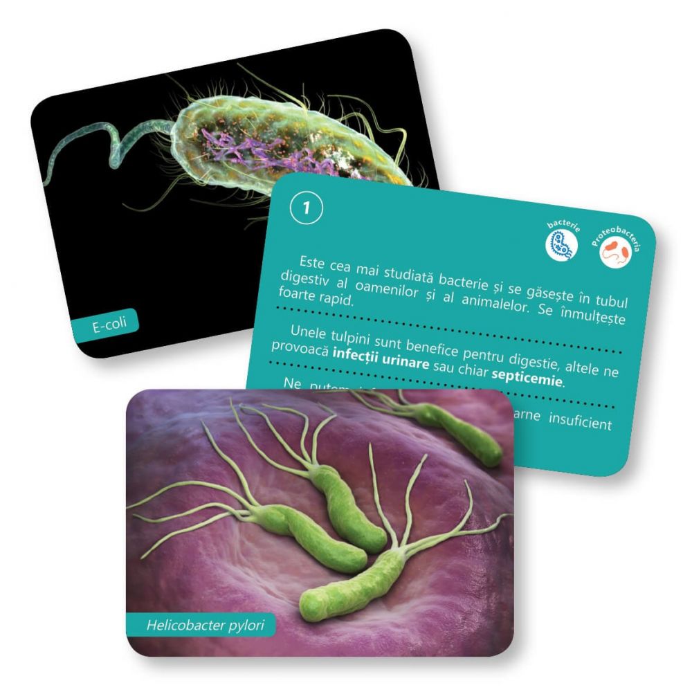 Carti de joc educative Montessori, Bacterii si virusuri 6-12 ani