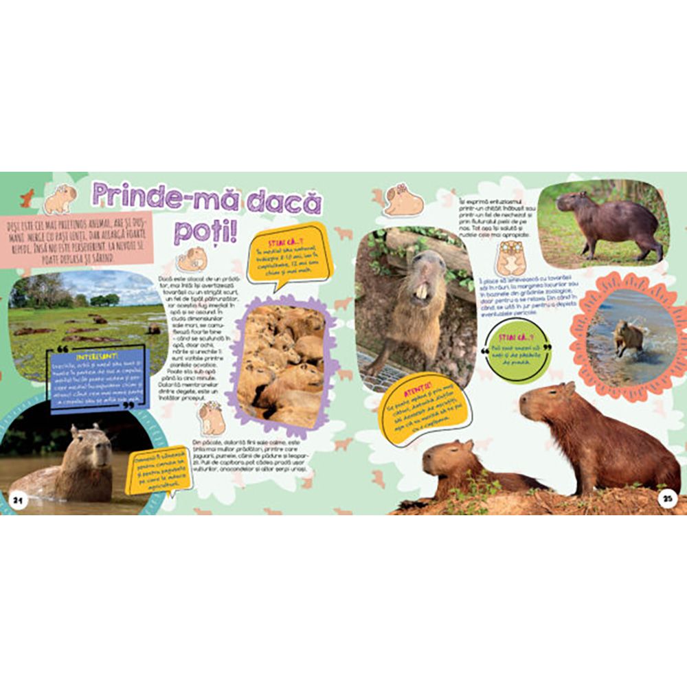 Cel mai dragut animal din lume, Capibara