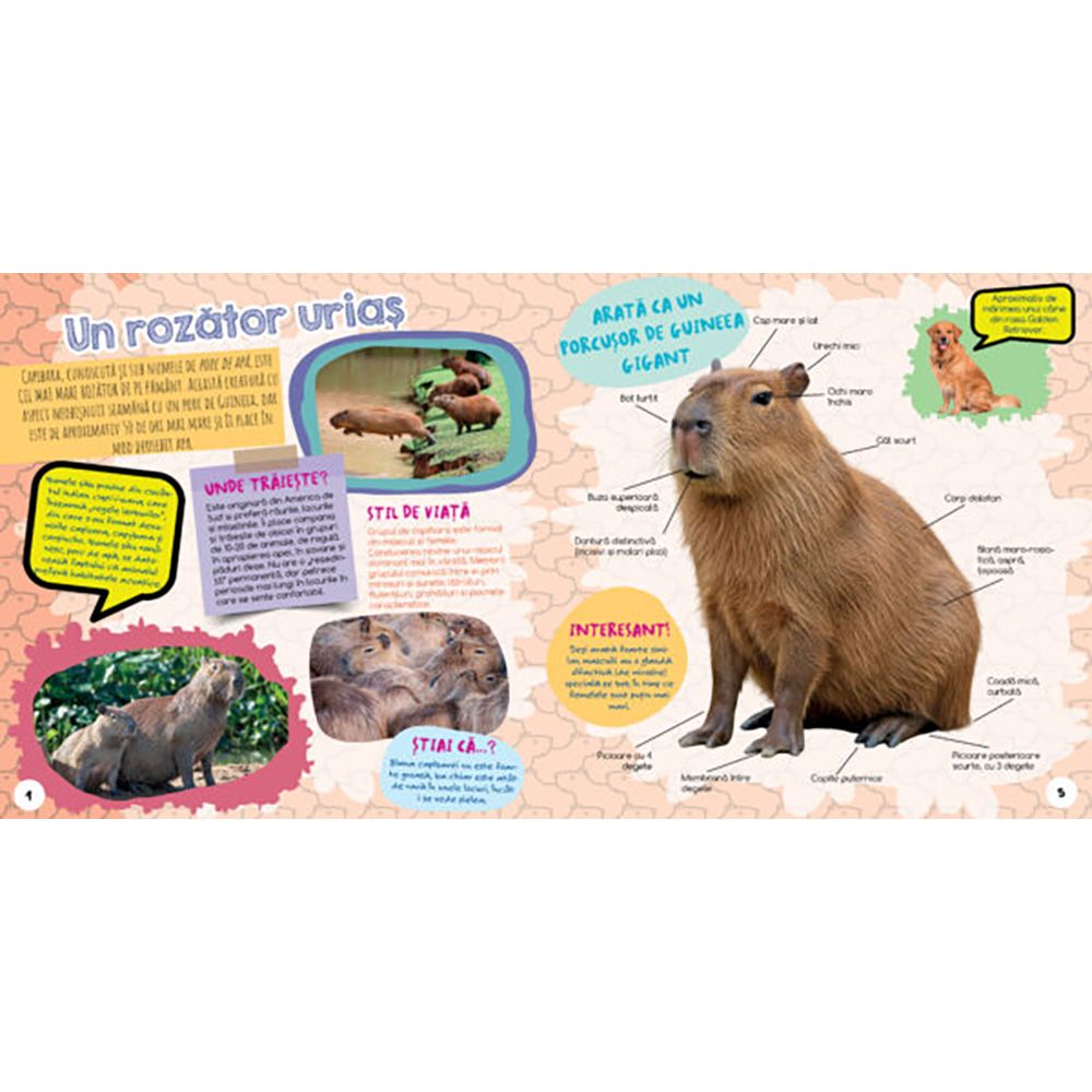 Cel mai dragut animal din lume, Capibara