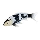 Figurina Mojo, Peste Koi Shiro Utsuri